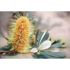 Banksia Of Gold