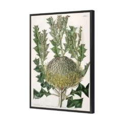 Banksia Speciosa Canvas Art -WALL ART DESGIN SALE banksia speciosa canvas art 45x30cm black frame 781654