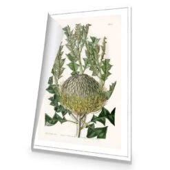 Banksia Speciosa Canvas Art -WALL ART DESGIN SALE banksia speciosa canvas art 45x30cm rolled canvas 852345