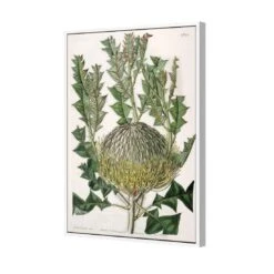 Banksia Speciosa Canvas Art -WALL ART DESGIN SALE banksia speciosa canvas art 45x30cm white frame 496850