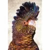 Black Cockatoo Front, Grunge Canvas Art -WALL ART DESGIN SALE black cockatoo front grunge canvas art 45x30cm no frame 307026
