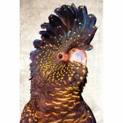 Black Cockatoo Front, Grunge Canvas Art