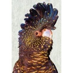 Black Cockatoo Front, Paper Canvas Art