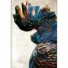 Black Cockatoo Side, Grunge Acrylic Print Art 2 Black Cockatoo Side, Grunge Acrylic Print Art -WALL ART DESGIN SALE black cockatoo side grunge acrylic glass art with border no frame 45x30cm 308413