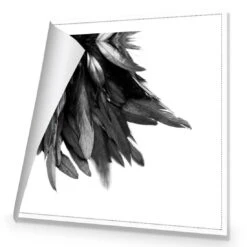 Black Feather Tail, B&W Canvas Art 8 Black Feather Tail, B&W Canvas Art -WALL ART DESGIN SALE black feather tail bw canvas art 30x30cm rolled canvas 681824