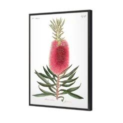 Bottlebrush Pink Botanical Illustration Canvas Art 4 Bottlebrush Pink Botanical Illustration Canvas Art -WALL ART DESGIN SALE bottlebrush pink botanical illustration canvas art 45x30cm black frame 559841