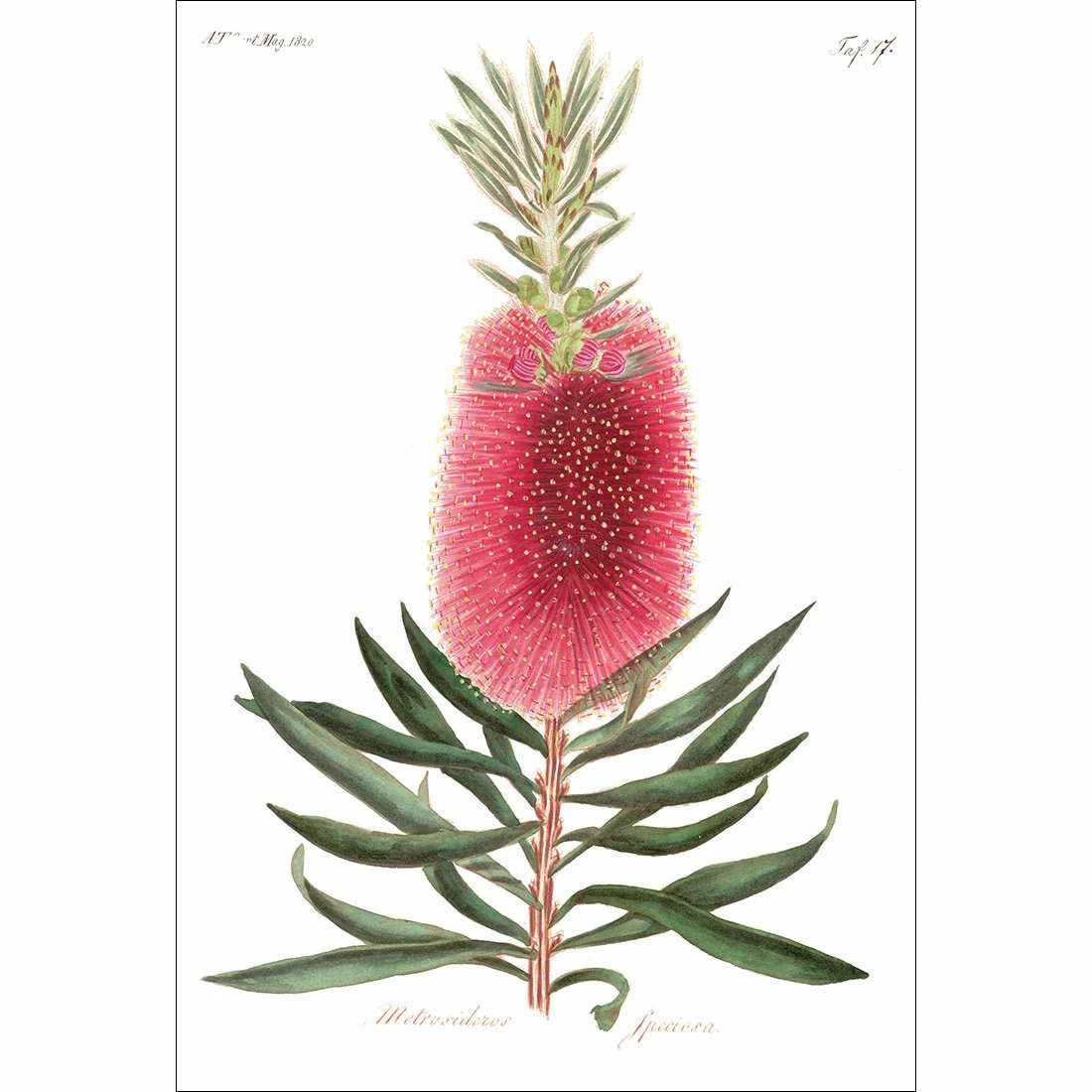 Bottlebrush Pink Botanical Illustration Canvas Art Bottlebrush Pink Botanical Illustration Canvas Art -WALL ART DESGIN SALE bottlebrush pink botanical illustration canvas art 45x30cm no frame 304707