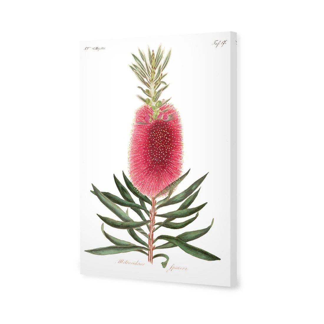 Bottlebrush Pink Botanical Illustration Canvas Art Bottlebrush Pink Botanical Illustration Canvas Art -WALL ART DESGIN SALE bottlebrush pink botanical illustration canvas art 45x30cm no frame 481298