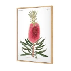 Bottlebrush Pink Botanical Illustration Canvas Art 7 Bottlebrush Pink Botanical Illustration Canvas Art -WALL ART DESGIN SALE bottlebrush pink botanical illustration canvas art 45x30cm oak frame 332274