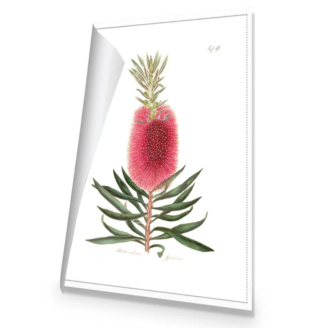 Bottlebrush Pink Botanical Illustration Canvas Art Bottlebrush Pink Botanical Illustration Canvas Art -WALL ART DESGIN SALE bottlebrush pink botanical illustration canvas art 45x30cm rolled canvas 209741