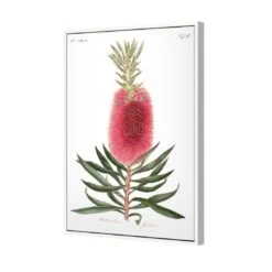 Bottlebrush Pink Botanical Illustration Canvas Art 5 Bottlebrush Pink Botanical Illustration Canvas Art -WALL ART DESGIN SALE bottlebrush pink botanical illustration canvas art 45x30cm white frame 358850