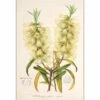 Bottlebrush White Canvas Art 2 Bottlebrush White Canvas Art -WALL ART DESGIN SALE bottlebrush white canvas art 45x30cm no frame 815278