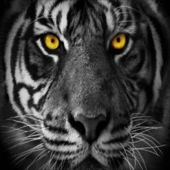 Cat Stare Canvas Art