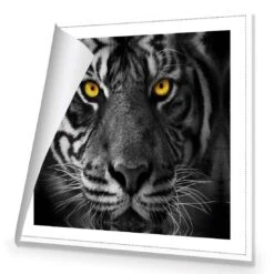 Cat Stare Canvas Art -WALL ART DESGIN SALE cat stare canvas art 30x30cm rolled canvas 229223