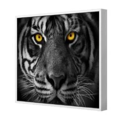 Cat Stare Canvas Art -WALL ART DESGIN SALE cat stare canvas art 30x30cm white frame 284614