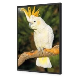Cockatoo -WALL ART DESGIN SALE cockatoo acrylic glass no border black frame 45x30cm 492166