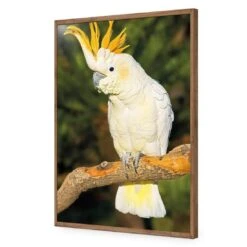Cockatoo -WALL ART DESGIN SALE cockatoo acrylic glass no border natural frame 45x30cm 464795