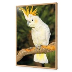 Cockatoo -WALL ART DESGIN SALE cockatoo acrylic glass no border oak frame 45x30cm 457177