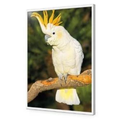Cockatoo -WALL ART DESGIN SALE cockatoo acrylic glass no border white frame 45x30cm 252744