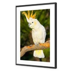Cockatoo -WALL ART DESGIN SALE cockatoo acrylic glass with border black frame 45x30cm 342018