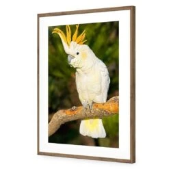 Cockatoo -WALL ART DESGIN SALE cockatoo acrylic glass with border natural frame 45x30cm 477824