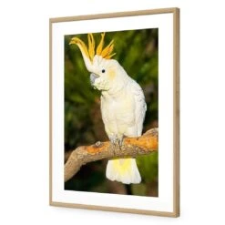 Cockatoo -WALL ART DESGIN SALE cockatoo acrylic glass with border oak frame 45x30cm 741172