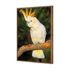 Cockatoo -WALL ART DESGIN SALE cockatoo canvas natural floating frame 45x30cm 688319