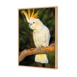 Cockatoo -WALL ART DESGIN SALE cockatoo canvas oak floating frame 45x30cm 325408