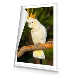 Cockatoo -WALL ART DESGIN SALE cockatoo canvas rolled canvas 45x30cm 239436