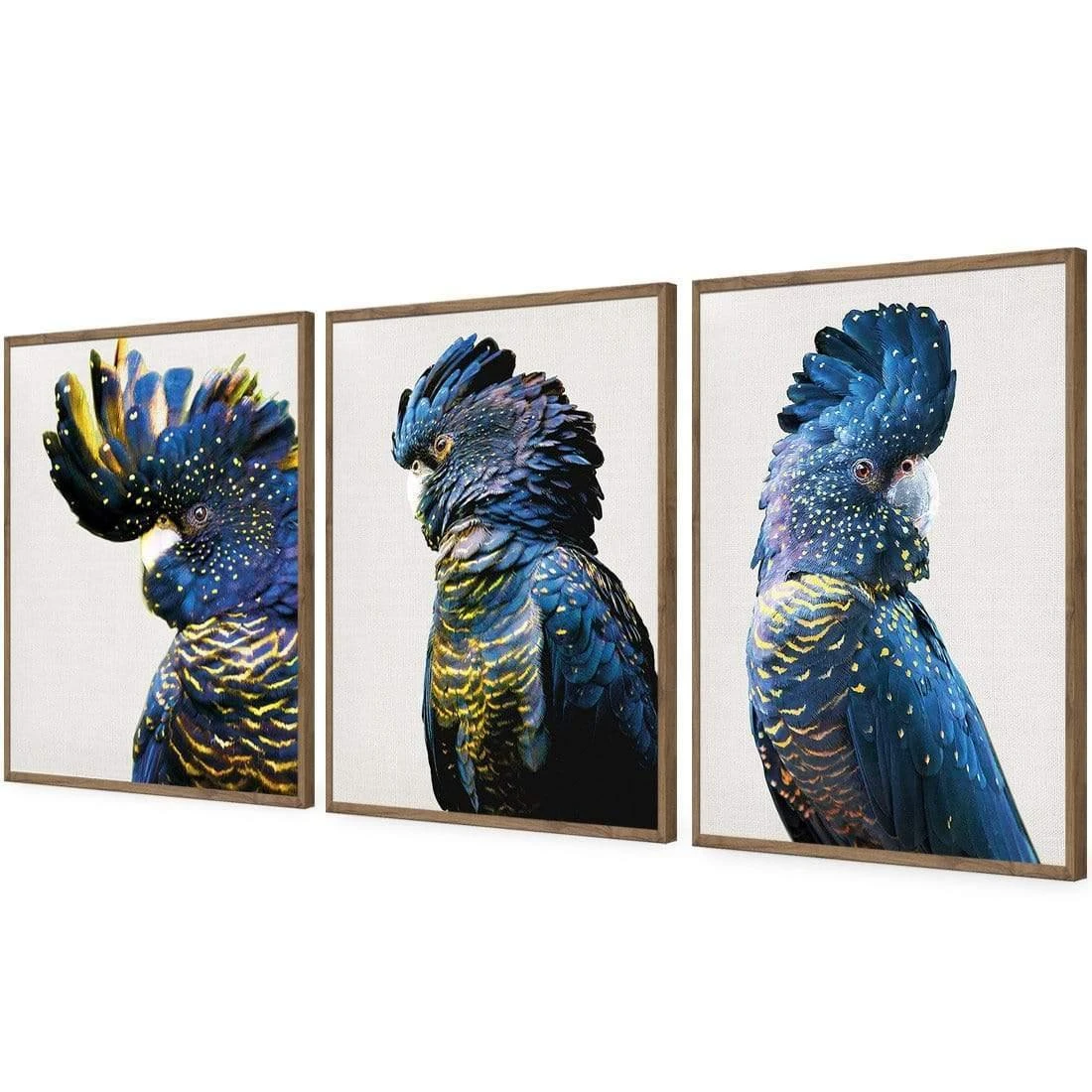 Cockatoos Trio Art Set Cockatoos Trio Art Set -WALL ART DESGIN SALE cockatoos trio art set acrylic glass no border natural floating frame 59x40cm 175477