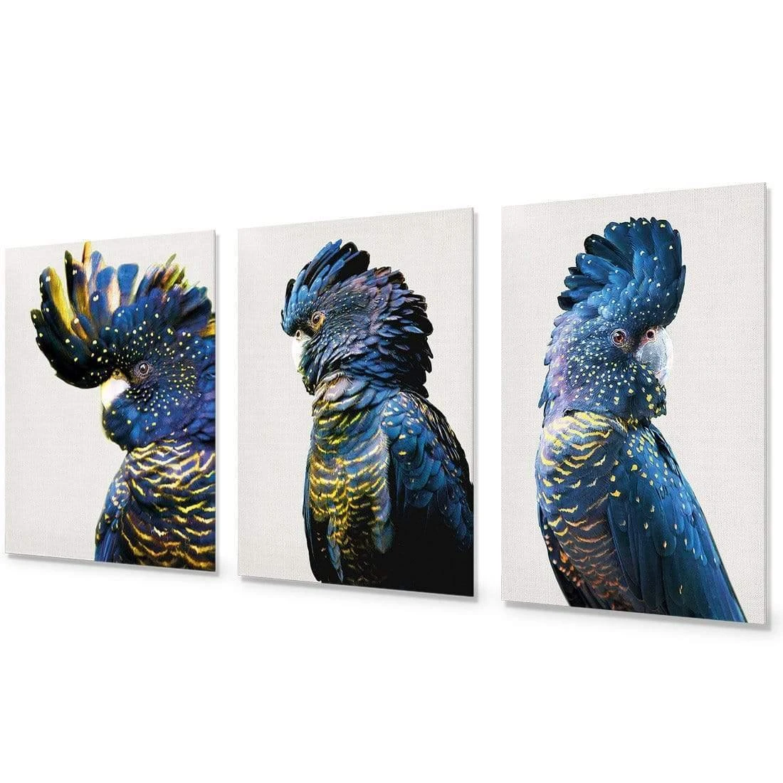 Cockatoos Trio Art Set Cockatoos Trio Art Set -WALL ART DESGIN SALE cockatoos trio art set acrylic glass no border no frame 59x40cm 303998