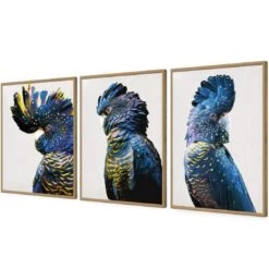 Cockatoos Trio Art Set 17 Cockatoos Trio Art Set -WALL ART DESGIN SALE cockatoos trio art set acrylic glass no border oak floating frame 59x40cm 877444