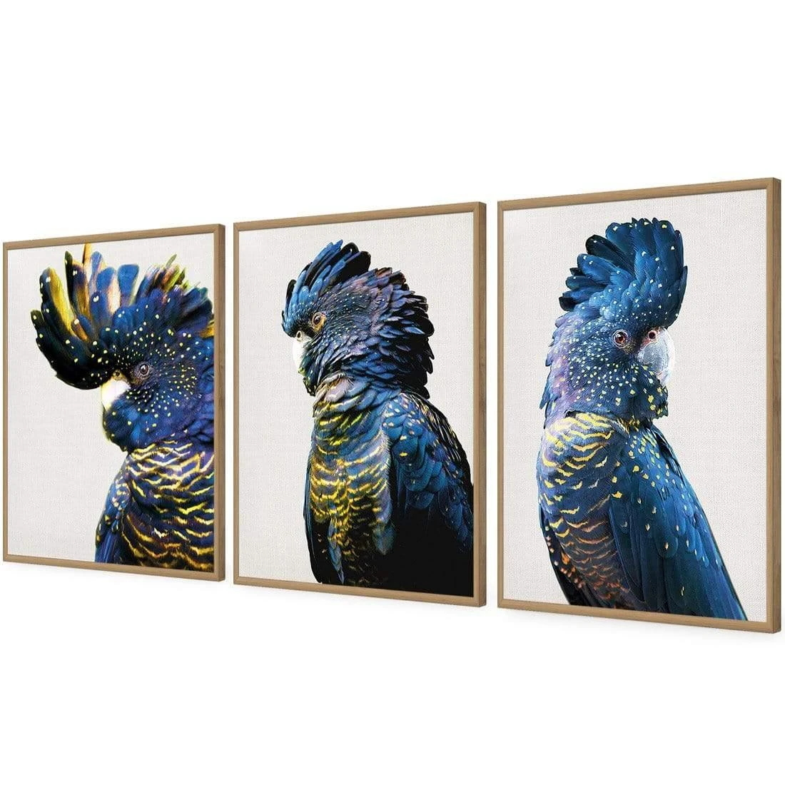 Cockatoos Trio Art Set Cockatoos Trio Art Set -WALL ART DESGIN SALE cockatoos trio art set acrylic glass no border oak floating frame 59x40cm 877444