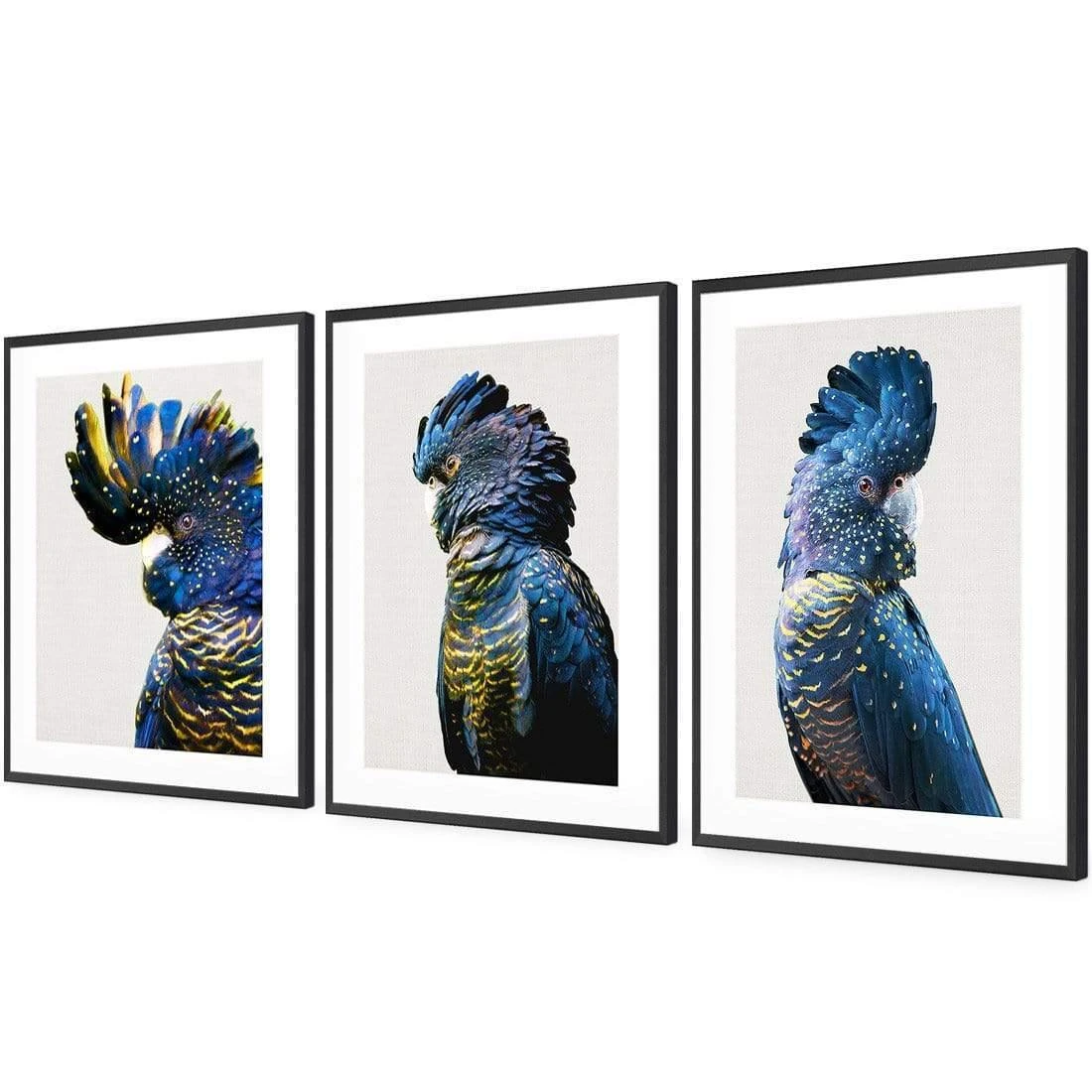 Cockatoos Trio Art Set Cockatoos Trio Art Set -WALL ART DESGIN SALE cockatoos trio art set acrylic glass with border black floating frame 59x40cm 664608