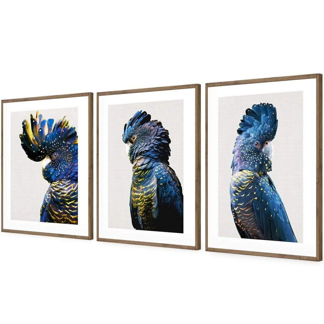 Cockatoos Trio Art Set Cockatoos Trio Art Set -WALL ART DESGIN SALE cockatoos trio art set acrylic glass with border natural floating frame 59x40cm 249588