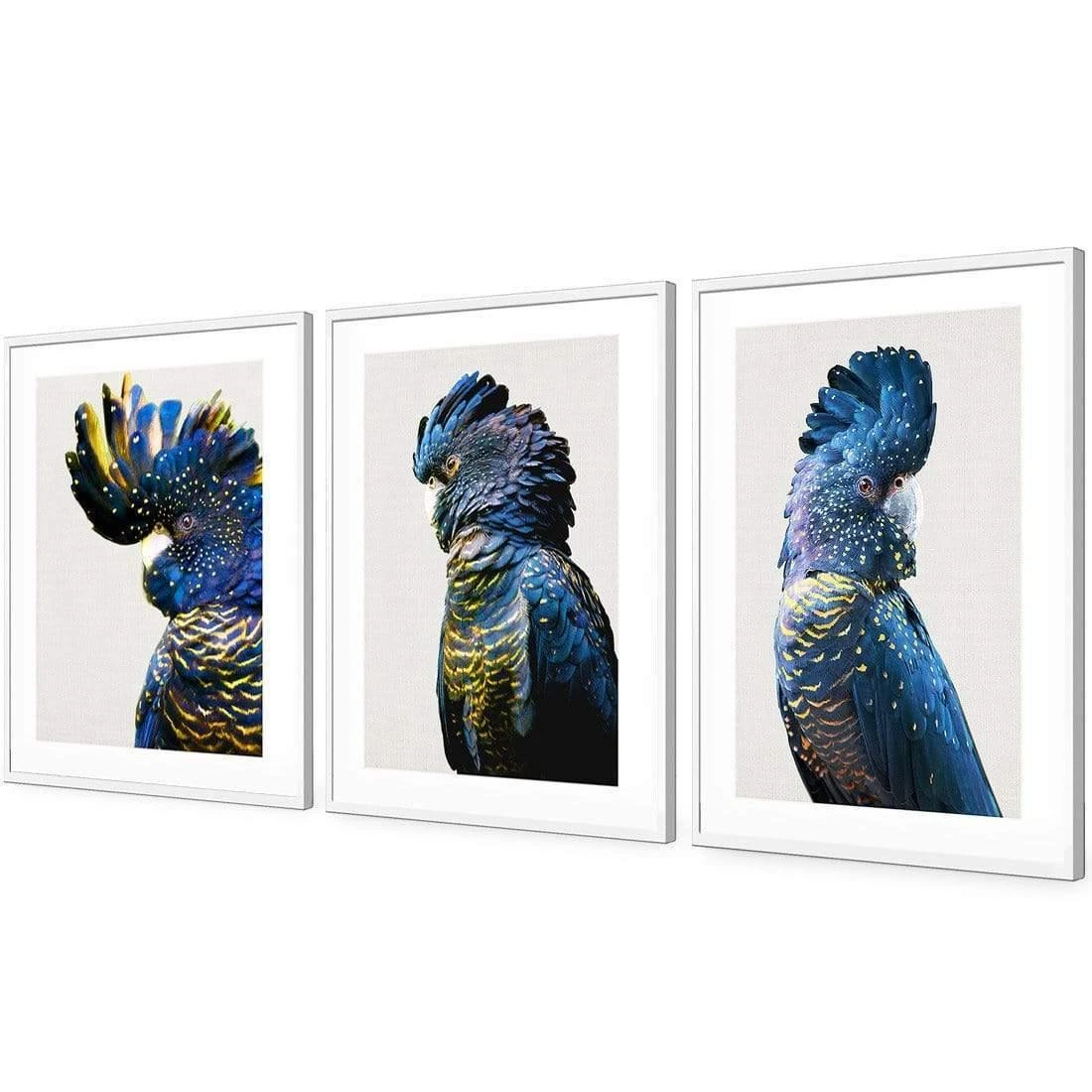 Cockatoos Trio Art Set Cockatoos Trio Art Set -WALL ART DESGIN SALE cockatoos trio art set acrylic glass with border white floating frame 59x40cm 627035