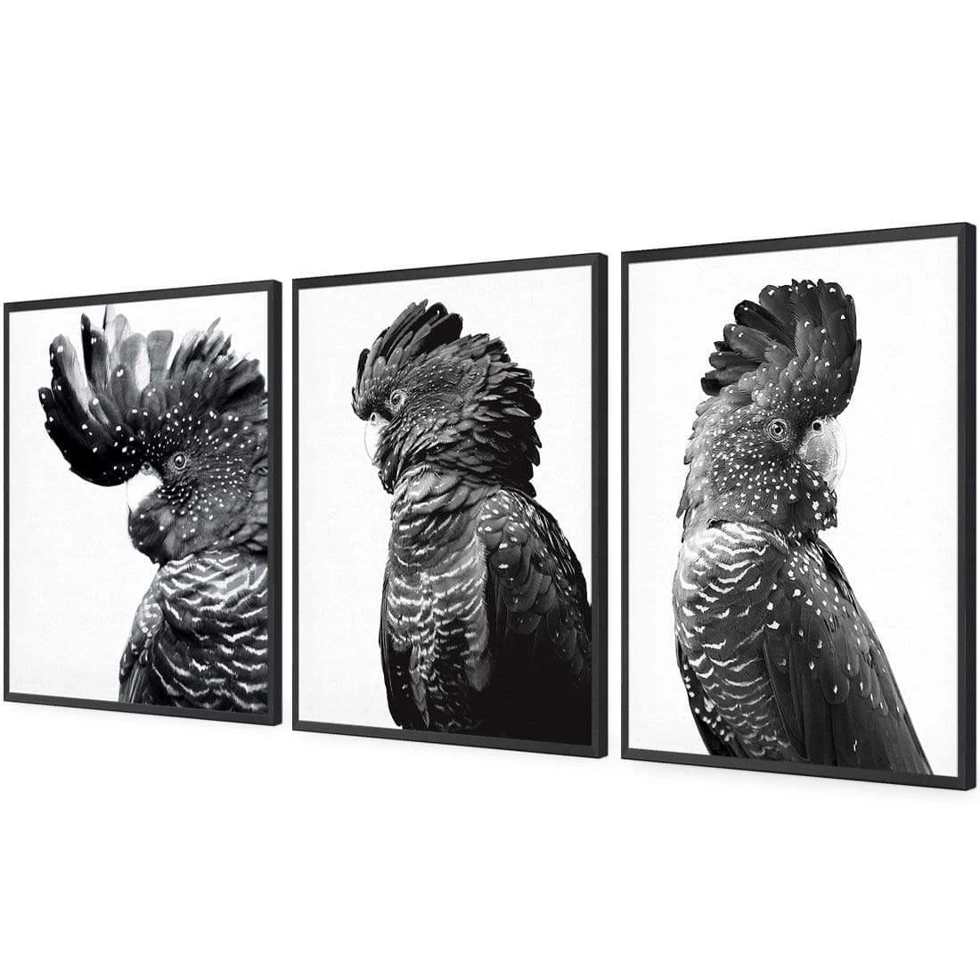 Cockatoos Trio, B&W Art Set Cockatoos Trio, B&W Art Set -WALL ART DESGIN SALE cockatoos trio bw art set acrylic glass no border black floating frame 59x40cm 951275