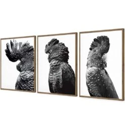 Cockatoos Trio, B&W Art Set 18 Cockatoos Trio, B&W Art Set -WALL ART DESGIN SALE cockatoos trio bw art set acrylic glass no border natural floating frame 59x40cm 800849