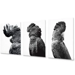 Cockatoos Trio, B&W Art Set 14 Cockatoos Trio, B&W Art Set -WALL ART DESGIN SALE cockatoos trio bw art set acrylic glass no border no frame 59x40cm 812849