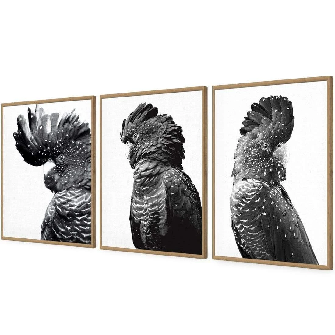 Cockatoos Trio, B&W Art Set Cockatoos Trio, B&W Art Set -WALL ART DESGIN SALE cockatoos trio bw art set acrylic glass no border oak floating frame 59x40cm 187823