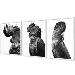 Cockatoos Trio, B&W Art Set 16 Cockatoos Trio, B&W Art Set -WALL ART DESGIN SALE cockatoos trio bw art set acrylic glass no border white floating frame 59x40cm 571940