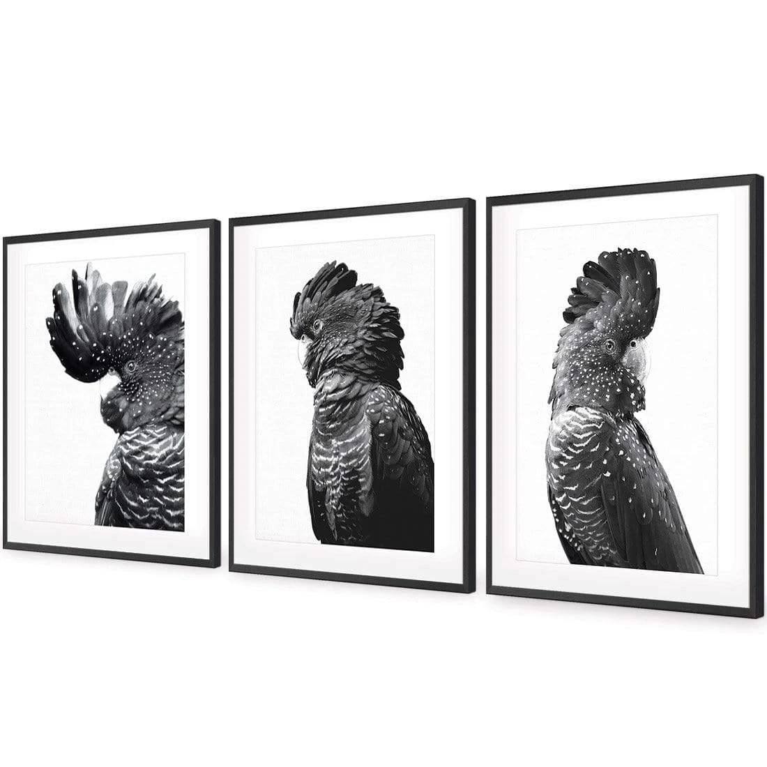 Cockatoos Trio, B&W Art Set Cockatoos Trio, B&W Art Set -WALL ART DESGIN SALE cockatoos trio bw art set acrylic glass with border black floating frame 59x40cm 486936
