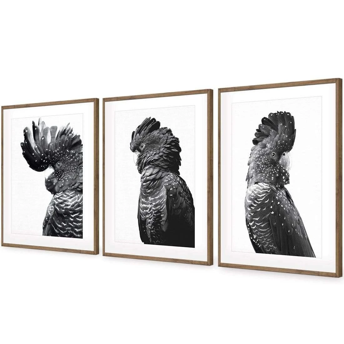 Cockatoos Trio, B&W Art Set Cockatoos Trio, B&W Art Set -WALL ART DESGIN SALE cockatoos trio bw art set acrylic glass with border natural floating frame 59x40cm 981388