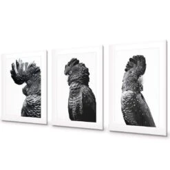 Cockatoos Trio, B&W Art Set 9 Cockatoos Trio, B&W Art Set -WALL ART DESGIN SALE cockatoos trio bw art set acrylic glass with border no frame 59x40cm 831445