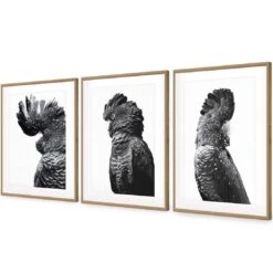 Cockatoos Trio, B&W Art Set 12 Cockatoos Trio, B&W Art Set -WALL ART DESGIN SALE cockatoos trio bw art set acrylic glass with border oak floating frame 59x40cm 482271