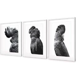 Cockatoos Trio, B&W Art Set 11 Cockatoos Trio, B&W Art Set -WALL ART DESGIN SALE cockatoos trio bw art set acrylic glass with border white floating frame 59x40cm 628037