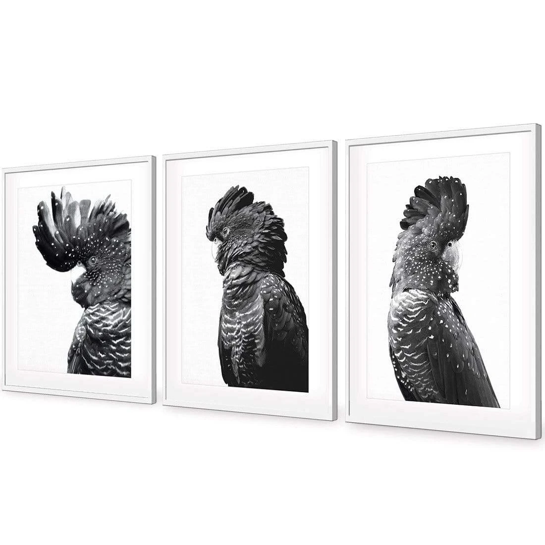 Cockatoos Trio, B&W Art Set Cockatoos Trio, B&W Art Set -WALL ART DESGIN SALE cockatoos trio bw art set acrylic glass with border white floating frame 59x40cm 628037