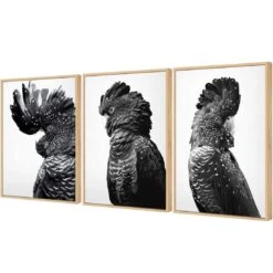 Cockatoos Trio, B&W Art Set 7 Cockatoos Trio, B&W Art Set -WALL ART DESGIN SALE cockatoos trio bw art set canvas oak floating frame 59x40cm 659517