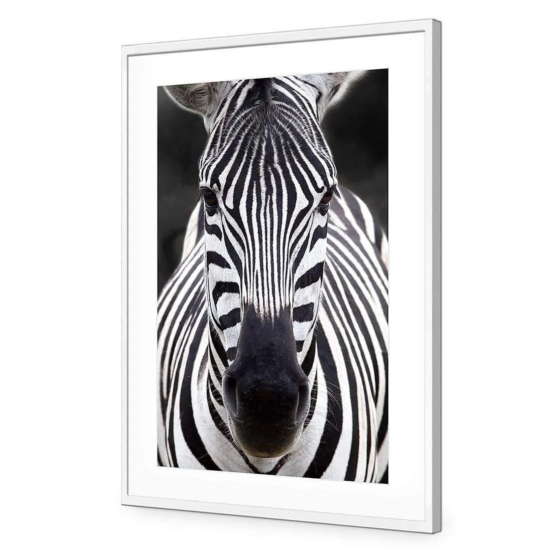 Concerned Zebra Concerned Zebra -WALL ART DESGIN SALE concerned zebra acrylic glass with border white frame 45x30cm 530173