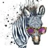 Cool Zebra, Square Canvas Art 2 Cool Zebra, Square Canvas Art -WALL ART DESGIN SALE cool zebra square canvas art 30x30cm no frame 436900
